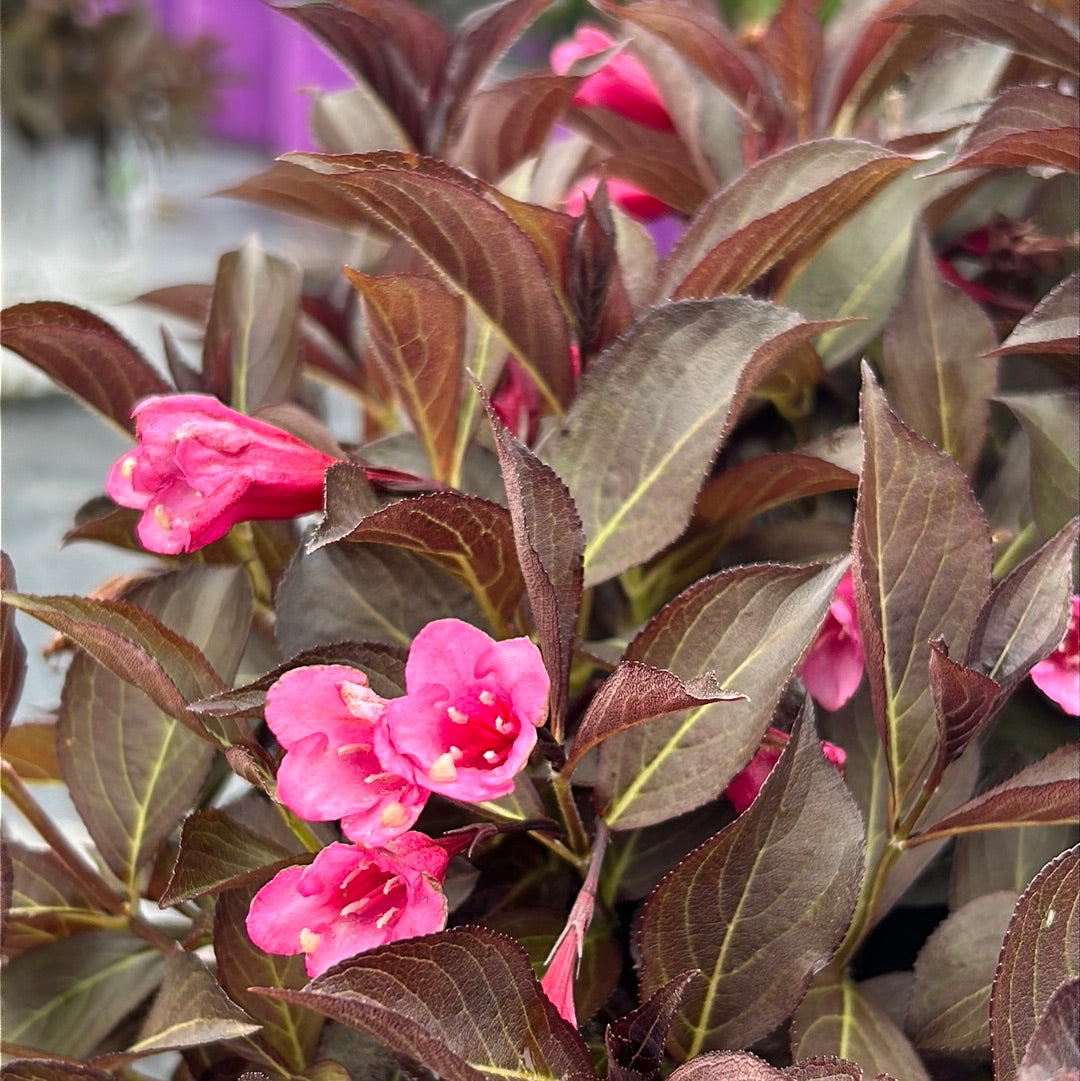 Wine and Roses Weigela with dark purple foliage and rose pink flowers