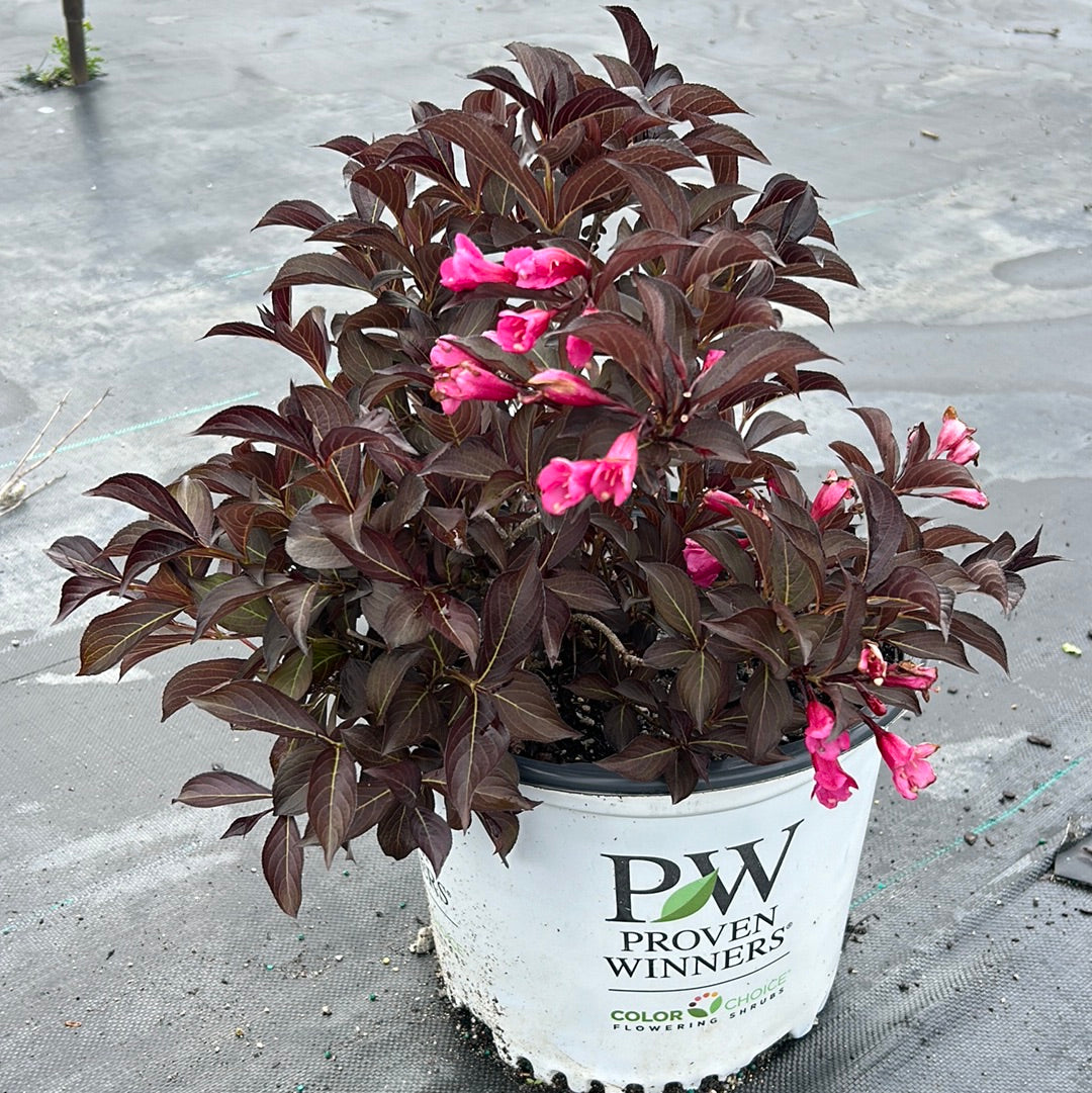 Wine and Roses Weigela with dark purple foliage and rose pink flowers