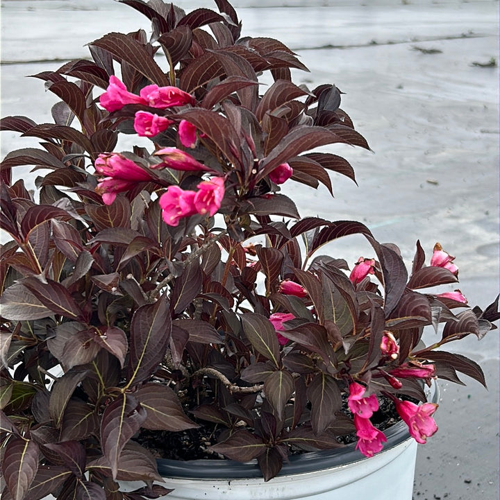 Wine and Roses Weigela with dark purple foliage and rose pink flowers