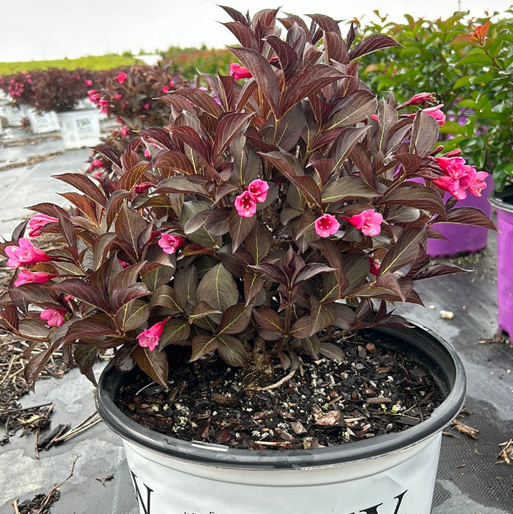 Wine and Roses Weigela with dark purple foliage and rose pink flowers
