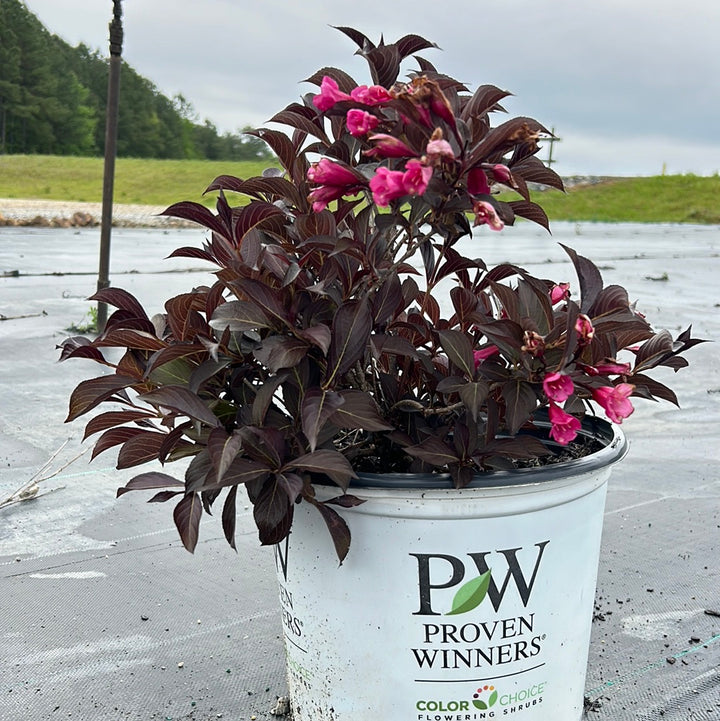 Wine and Roses Weigela with dark purple foliage and rose pink flowers