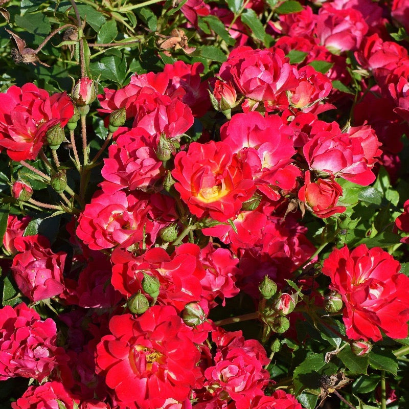 Rosa x 'Meitraligh' Brick House Rose GoBuyPlants