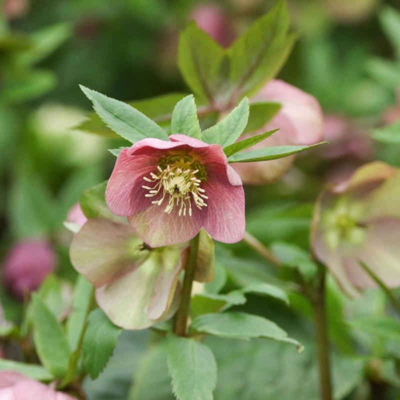 Helleborus orientalis ~ Hellbore, Lenten Rose
