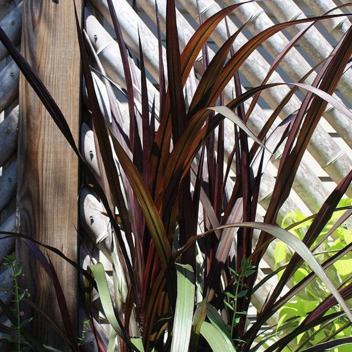 Pennisetum First Knight grass bush by GoBuyPlants® with tall, feathery plumes and green foliage, ideal for garden landscapes.