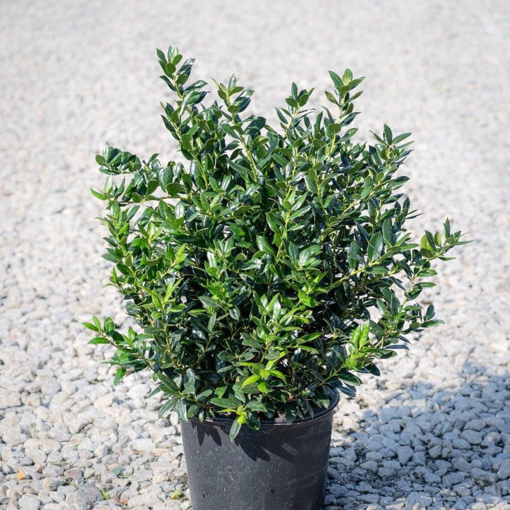 Close-up of a lush Ilex Needlepoint bush, showcasing dense green foliage and needle-like leaves, from GoBuyPlants®.