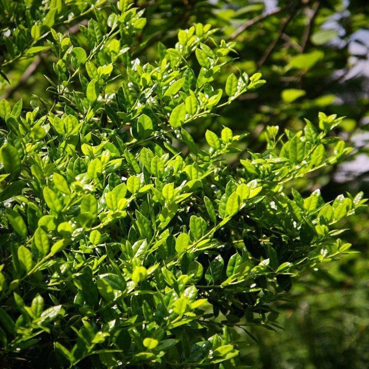 Dwarf Burford Ilex bush by GoBuyPlants®, showing lush green foliage ideal for hedges or decorative landscaping.