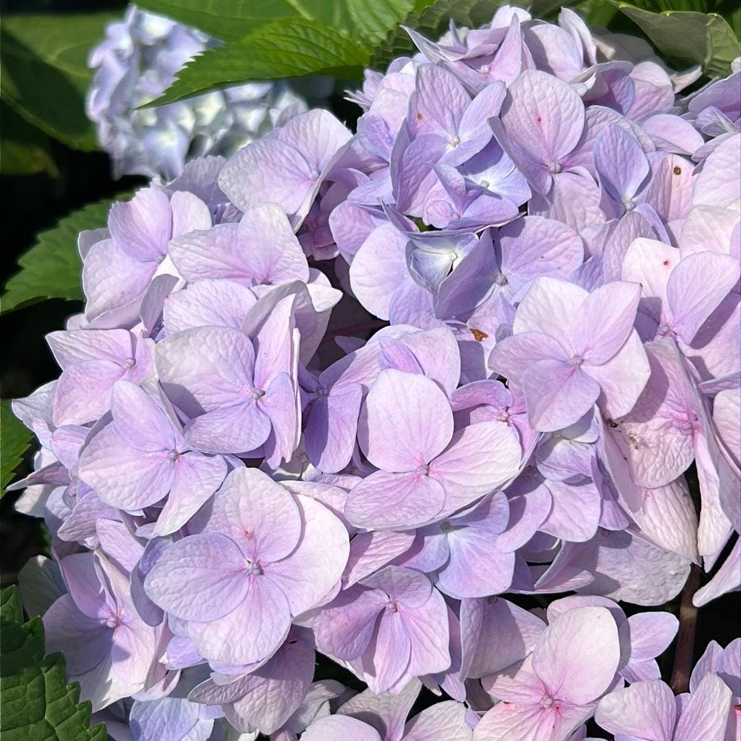Hydrangea m. Dooley shrub from GoBuyPlants® with lush green foliage and blooming white flowers, ideal for gardens and landscapes.