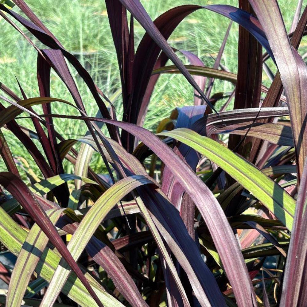 Pennisetum First Knight ornamental grass shrub by GoBuyPlants® with feathery plumes and bushy green foliage.