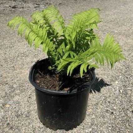 Fern Ostrich bush from GoBuyPlants® with lush, feathery fronds ideal for indoor or outdoor greenery displays.
