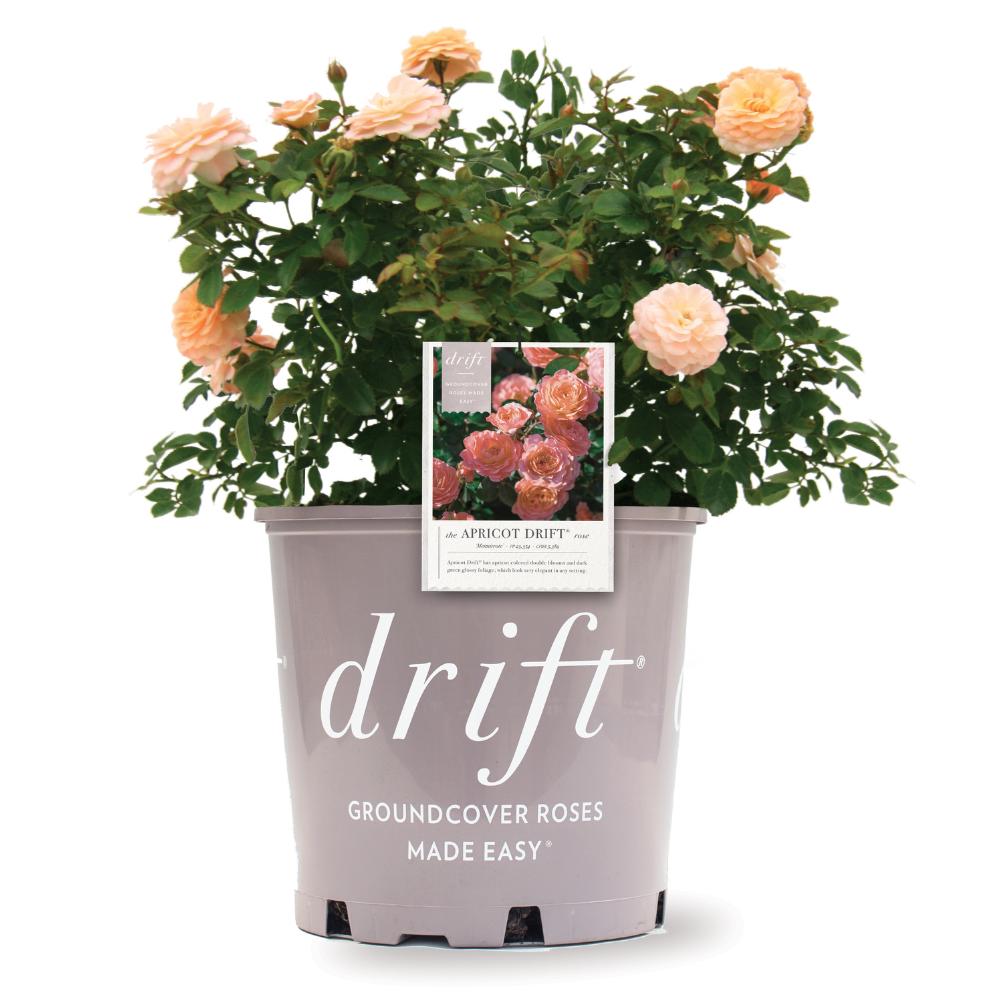 Rose Apricot Drift® bush with vibrant apricot-colored blooms and green foliage, part of GoBuyPlants® collection.