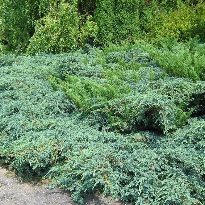 Juniper Sea Green bush from GoBuyPlants® with dense green foliage and rounded shape, ideal for landscaping or garden decoration.