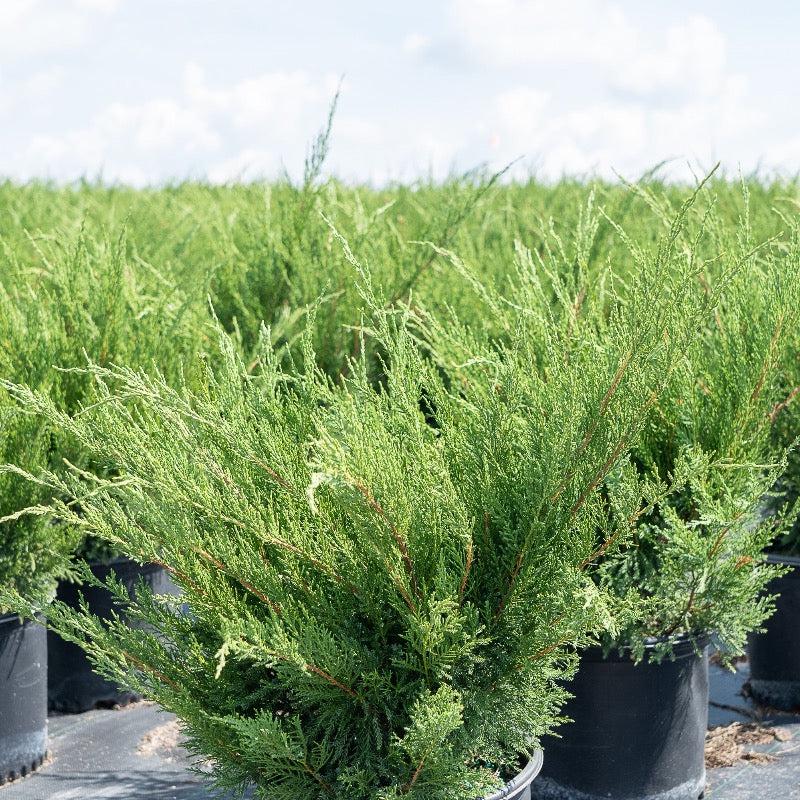 Juniper Sea Green bush from GoBuyPlants® showing lush green foliage and dense branches, ideal for landscaping or garden decoration.