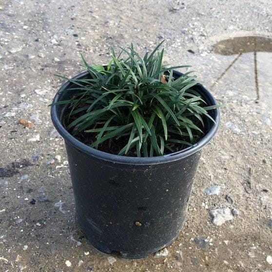 Close-up of Ophiopogon Dwarf Mondo Grass bush showing dense, dark green foliage, ideal for landscaping and ground cover.