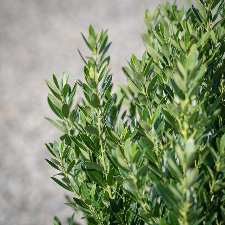 GoBuyPlants® Ilex Shamrock Inkberry bush with glossy green leaves, suitable for landscaping and decorative garden use.