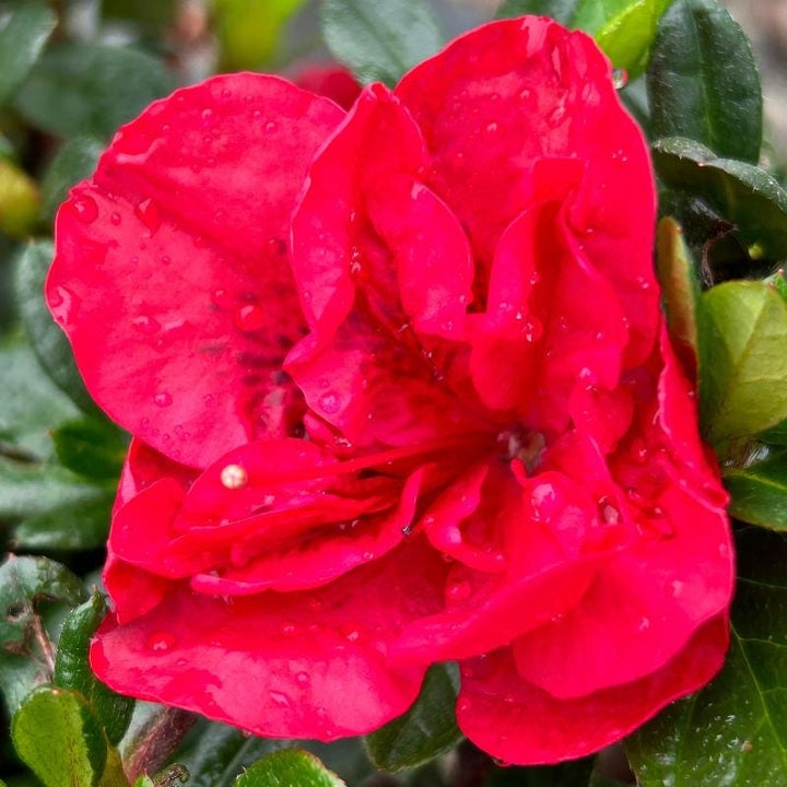 Azalea Encore Autumn Fire bush with vibrant red-orange flowers, lush green foliage, and compact growth habit, in a garden setting.