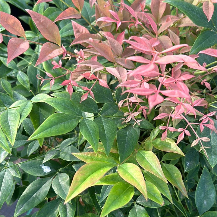 Nandina Gulf Stream shrub from GoBuyPlants® showcasing vibrant green and red foliage in a lush garden setting.