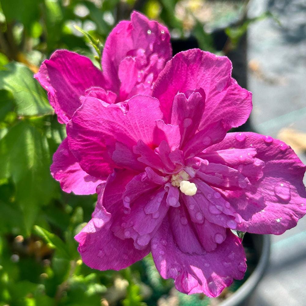 Hibiscus s. Raspberry Smoothie™ bush with vibrant red and pink flowers, lush green foliage, in a garden setting.