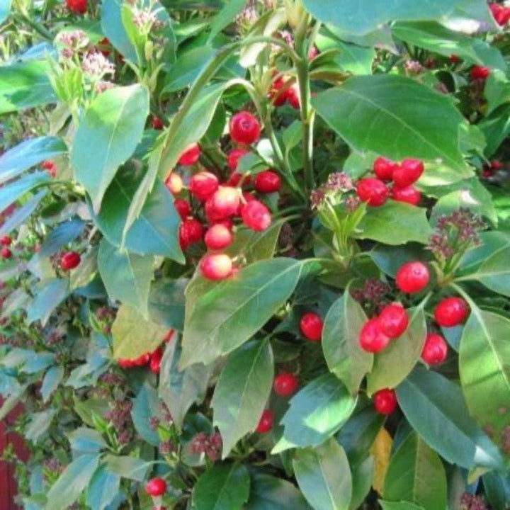 A lush Aucuba Rozannie shrub from GoBuyPlants® with vibrant green leaves, ideal for garden landscaping and privacy screens.