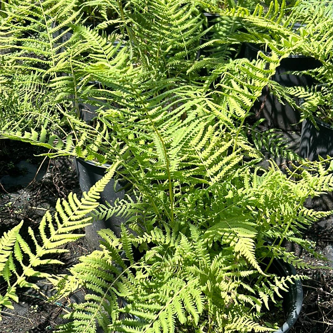 Fern-T Southern Wood bush from GoBuyPlants® with lush green fronds, ideal for adding natural greenery to outdoor spaces.