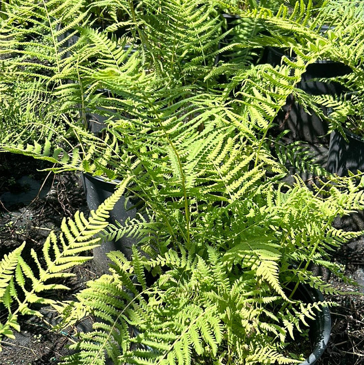 Fern-T Southern Wood bush from GoBuyPlants® with lush green fronds, ideal for adding natural greenery to outdoor spaces.