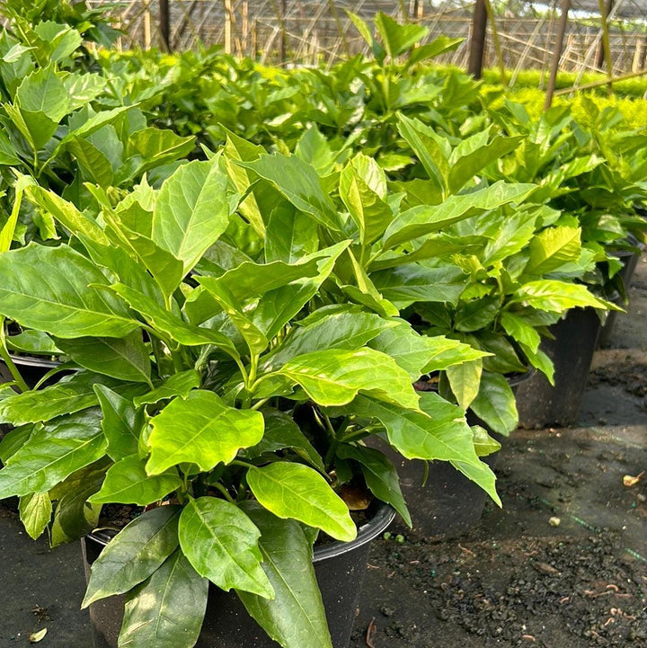 Aucuba Rozannie bush with variegated green and yellow leaves, potted plant from GoBuyPlants® for garden or landscape use.