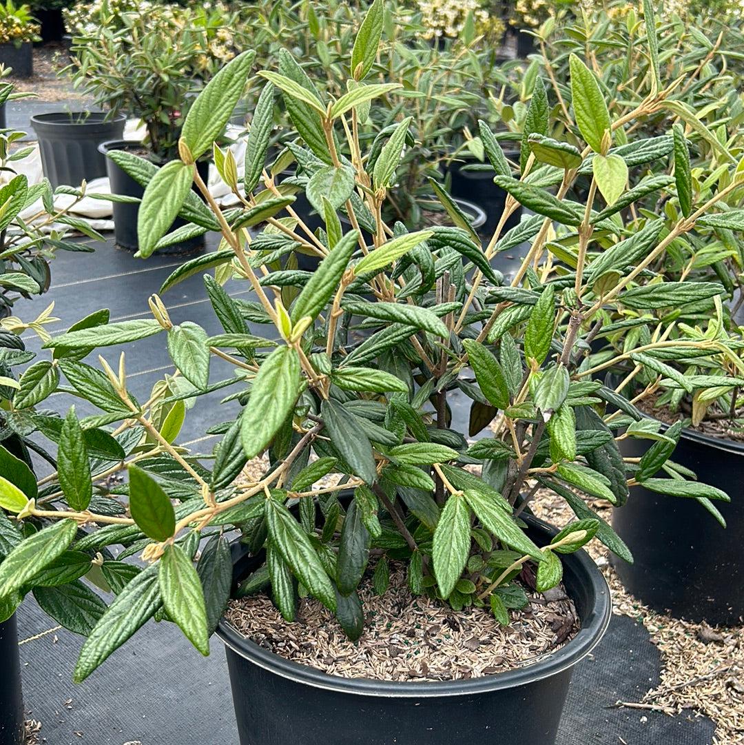 Viburnum Pragense bush from GoBuyPlants® with lush green foliage and vibrant blossoms, ideal for gardens and landscapes.