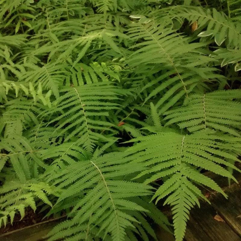 Fern-T Southern Wood bush from GoBuyPlants® showing lush green foliage and dense leafy branches.
