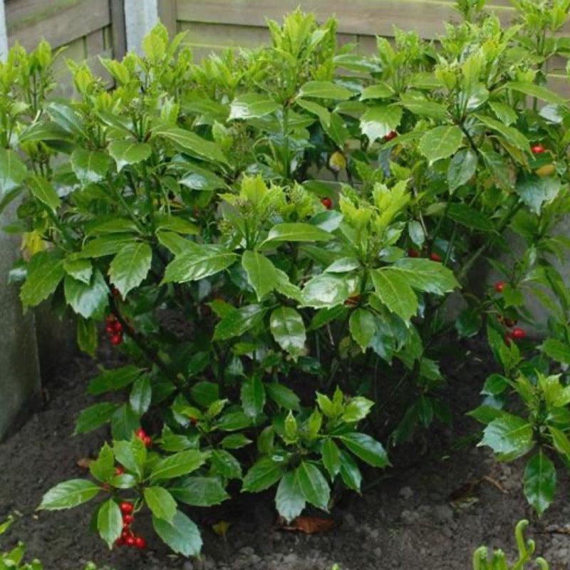 Aucuba Rozannie bush from GoBuyPlants® showing lush green foliage with variegated yellow and green leaves.