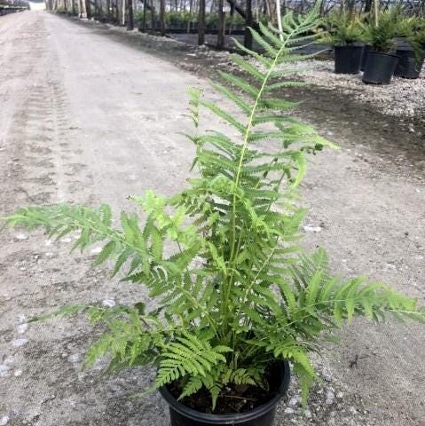 Fern-T Southern Wood bush from GoBuyPlants® with lush green fronds, ideal for landscaping and garden decoration.