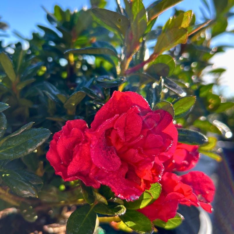 Azalea Encore Autumn Fire bush, vibrant orange-red flowers, lush green leaves, flowering shrub from GoBuyPlants®.
