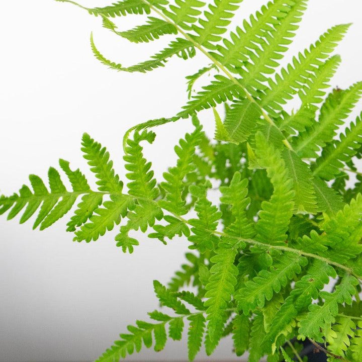 GoBuyPlants® Fern-T Southern Wood bush, lush green foliage, healthy bush with dense leaves, ideal for landscaping and garden decor.