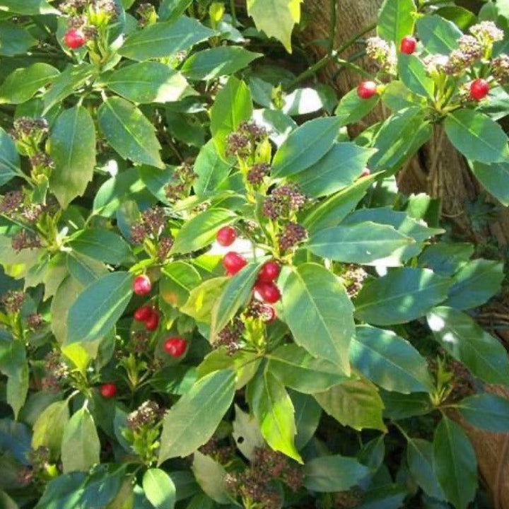 Aucuba Rozannie bush by GoBuyPlants® with glossy green leaves, showcasing its vibrant, lush foliage in a garden setting.