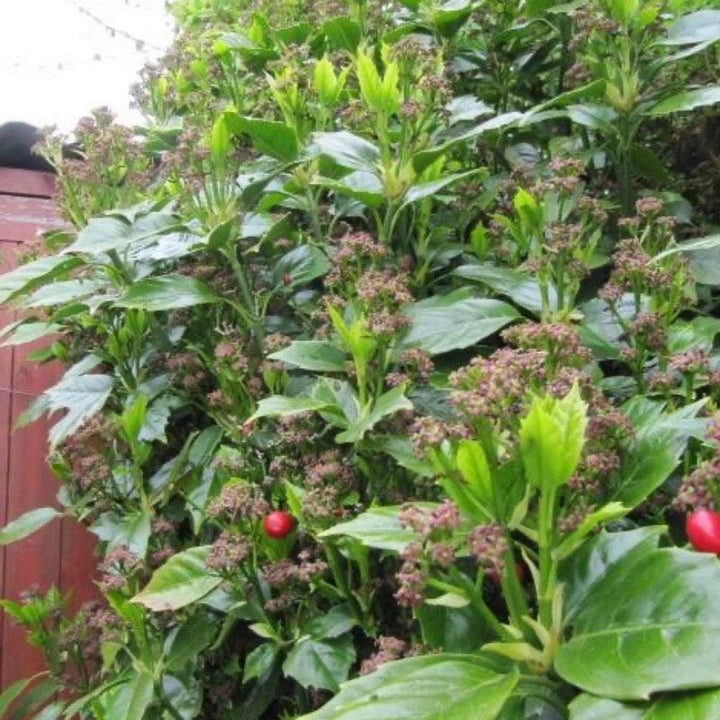 Aucuba Rozannie bush with variegated green and yellow leaves, displayed as a decorative shrub in a garden setting.