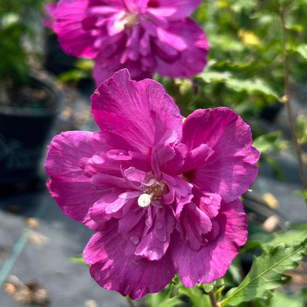 Hibiscus Raspberry Smoothie™ bush with vibrant pink flowers and lush green foliage, perfect for garden landscaping.
