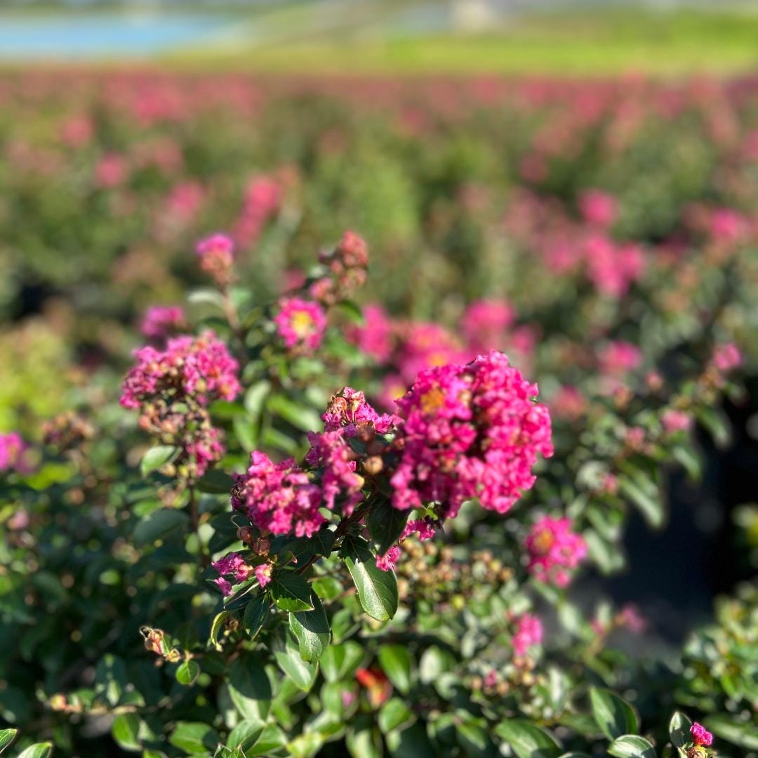 GoBuyPlants® Crape Myrtle Pocomoke bush displaying vibrant pink flowers and lush green foliage.