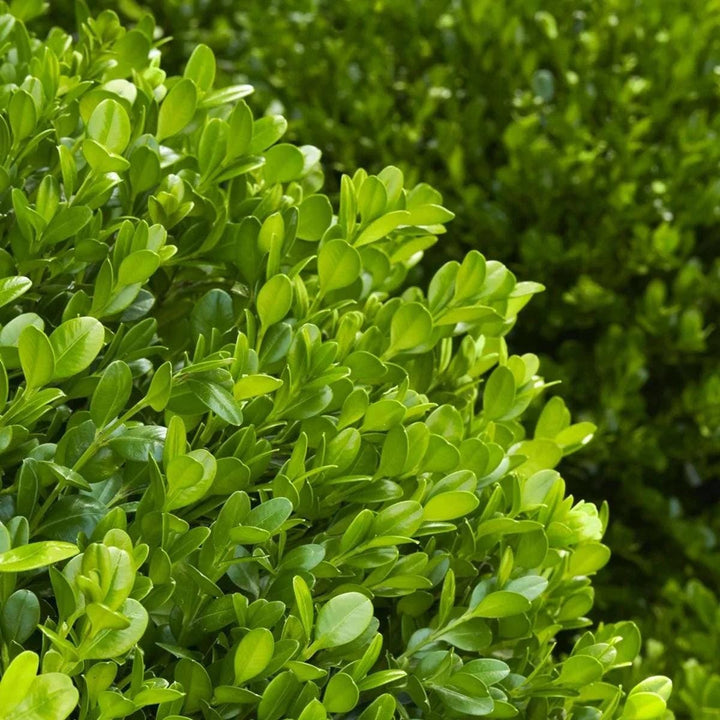 GoBuyPlants® Buxus Winter Gem bush, evergreen shrub with dense green foliage, suitable for hedges and decorative landscaping.