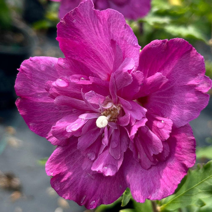 Hibiscus Raspberry Smoothie bush from GoBuyPlants® with vibrant green leaves and new growth, healthy and lush.