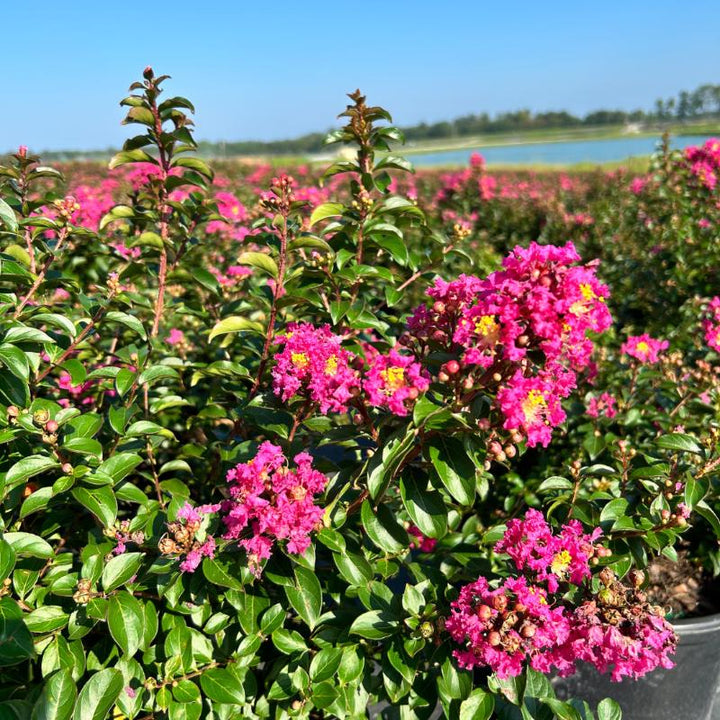 Crape Myrtle Pocomoke bush by GoBuyPlants®, showcasing vibrant pink blossoms and lush green foliage in full bloom.