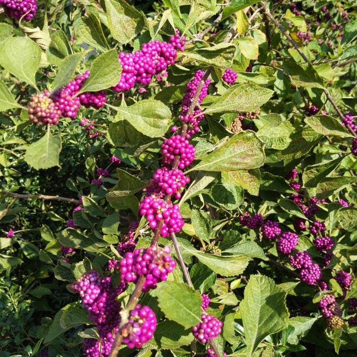Callicarpa americana bush with vibrant purple berries and green foliage, native American beautyberry plant by GoBuyPlants®.