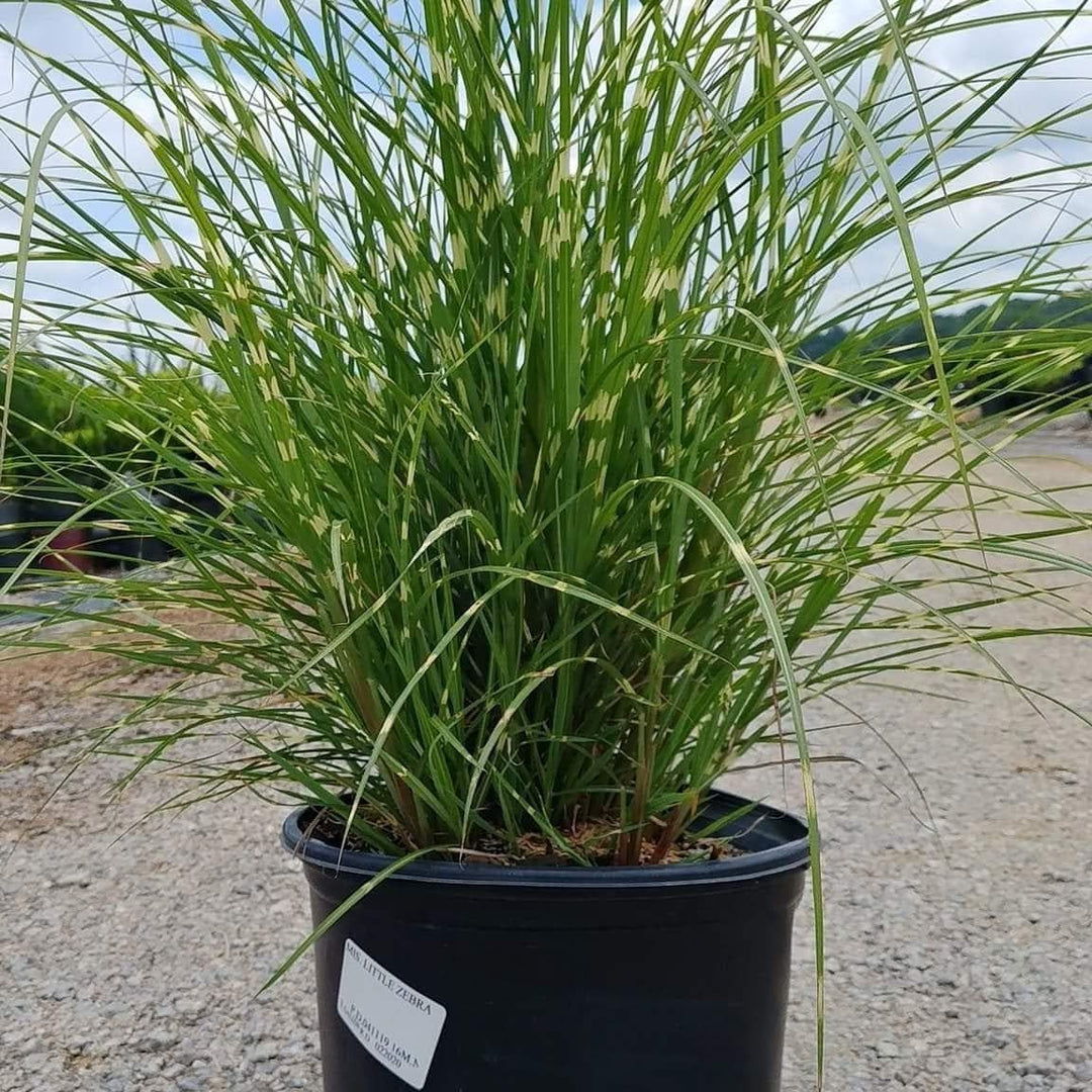 Miscanthus Little Zebra bush, ornamental grass with striped leaves, from GoBuyPlants® in a garden setting.