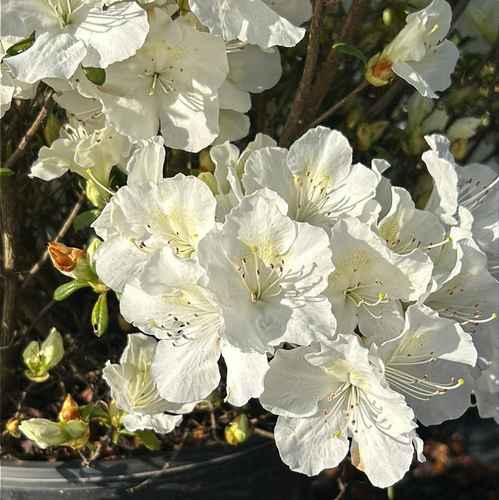 White Azalea Pleasant bush from GoBuyPlants® showing lush white blossoms and green foliage in a garden setting.