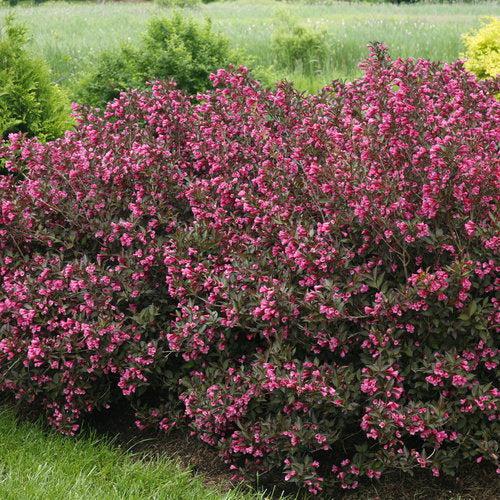 Weigela Wine &amp; Roses® bush from GoBuyPlants®, showcasing its vibrant pink and deep green foliage in a garden setting.