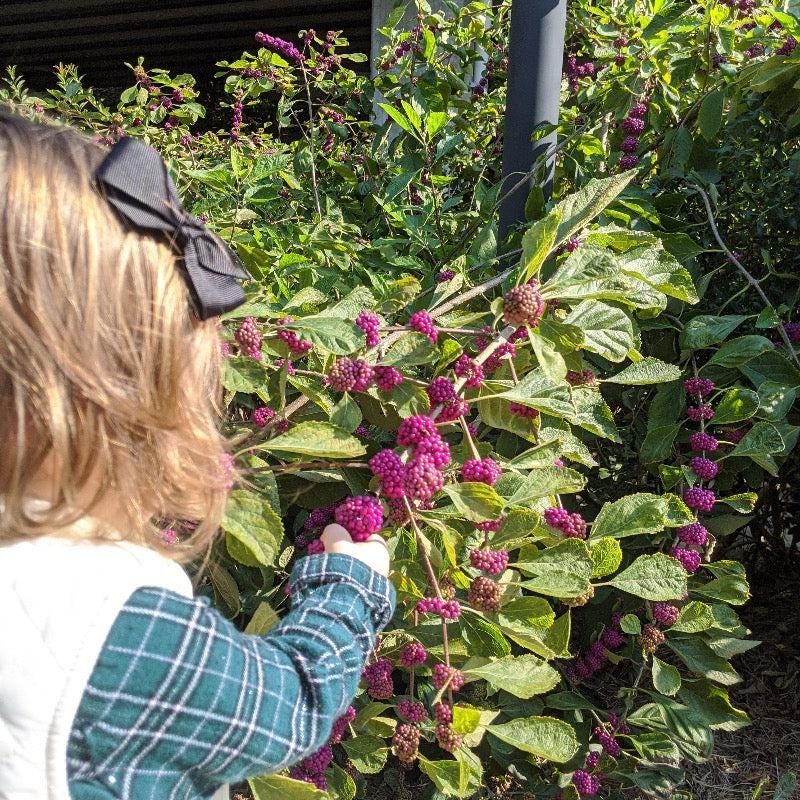 GoBuyPlants® Callicarpa americana bush featuring vibrant purple berries and lush green foliage.