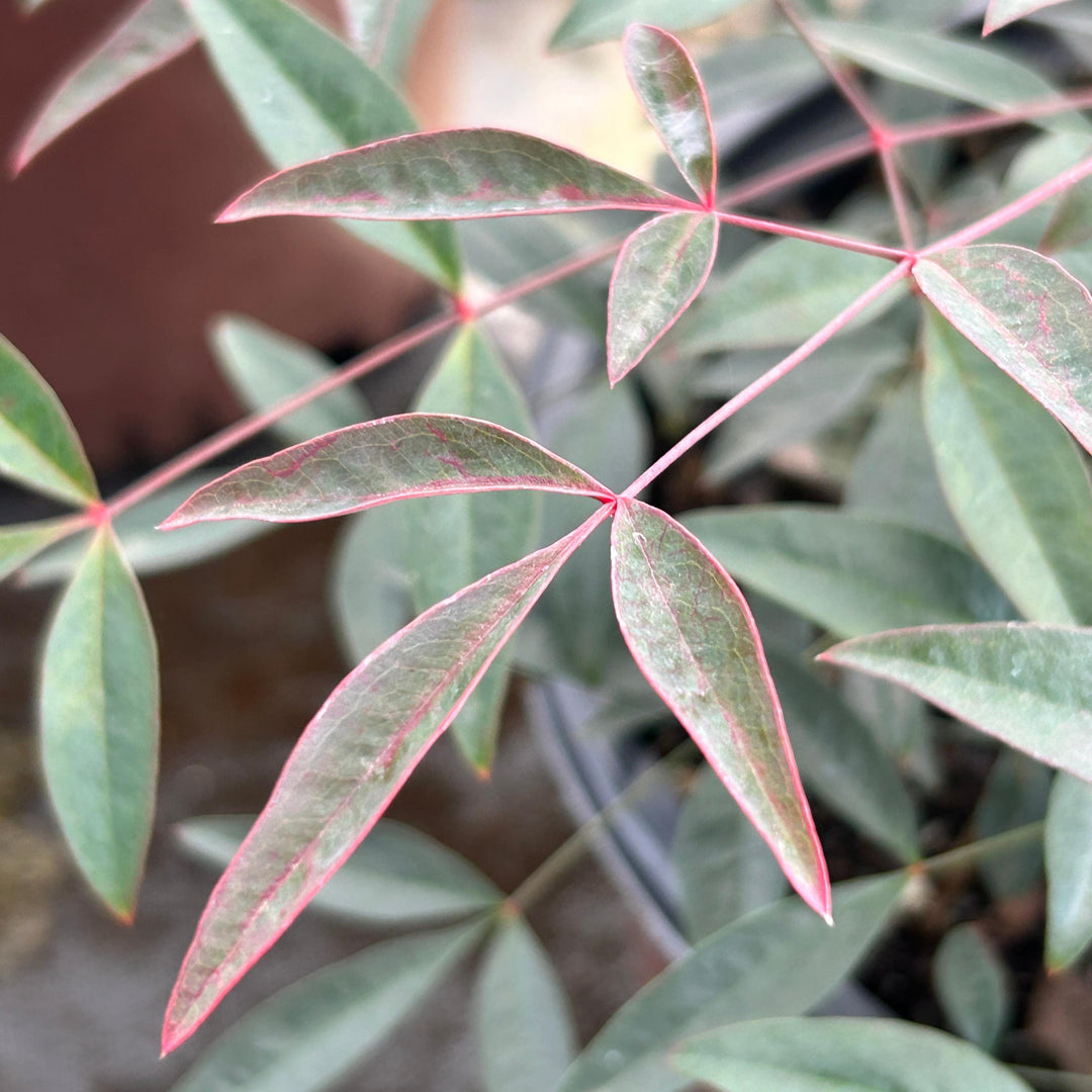 Nandina Flirt™ bush from GoBuyPlants® with vibrant green foliage and delicate red berries, ideal for garden landscaping.