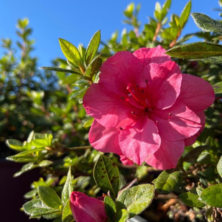 Azalea Encore Autumn Rouge bush, vibrant red flowers, lush green foliage, healthy plant from GoBuyPlants.