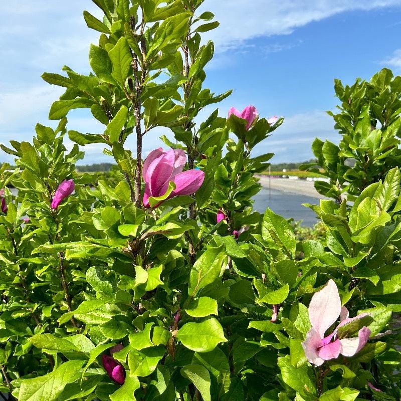 Magnolia Ann bush from GoBuyPlants® with lush green foliage and white flowers, ideal for garden landscaping and decorative planting.