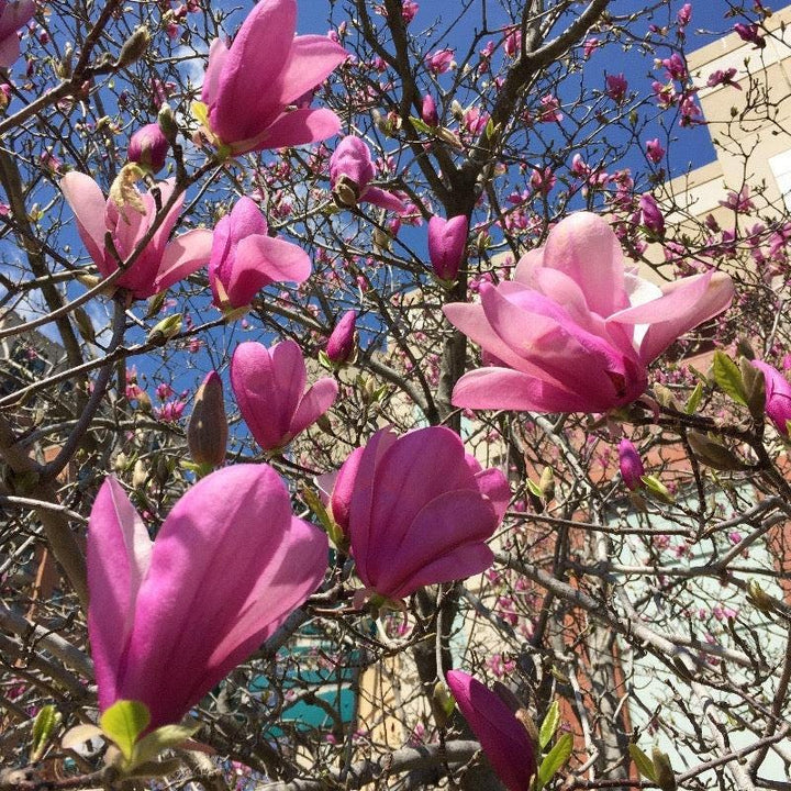 Magnolia Ann bush from GoBuyPlants® with lush green foliage and white blossoms, ideal for garden landscaping.