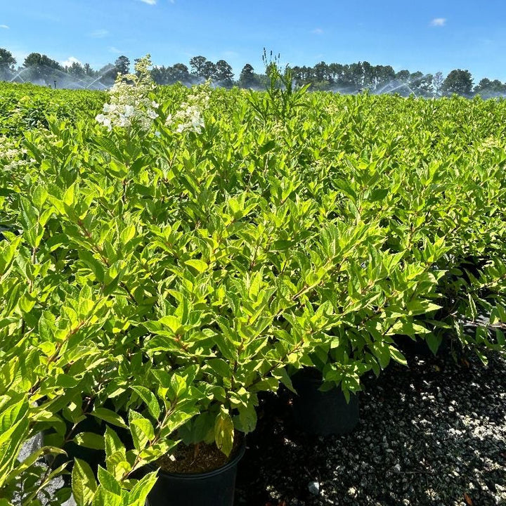 Hydrangea p. Tardiva bush with lush green foliage and clusters of white flowers, from GoBuyPlants® Bushes &amp; Trees collection.