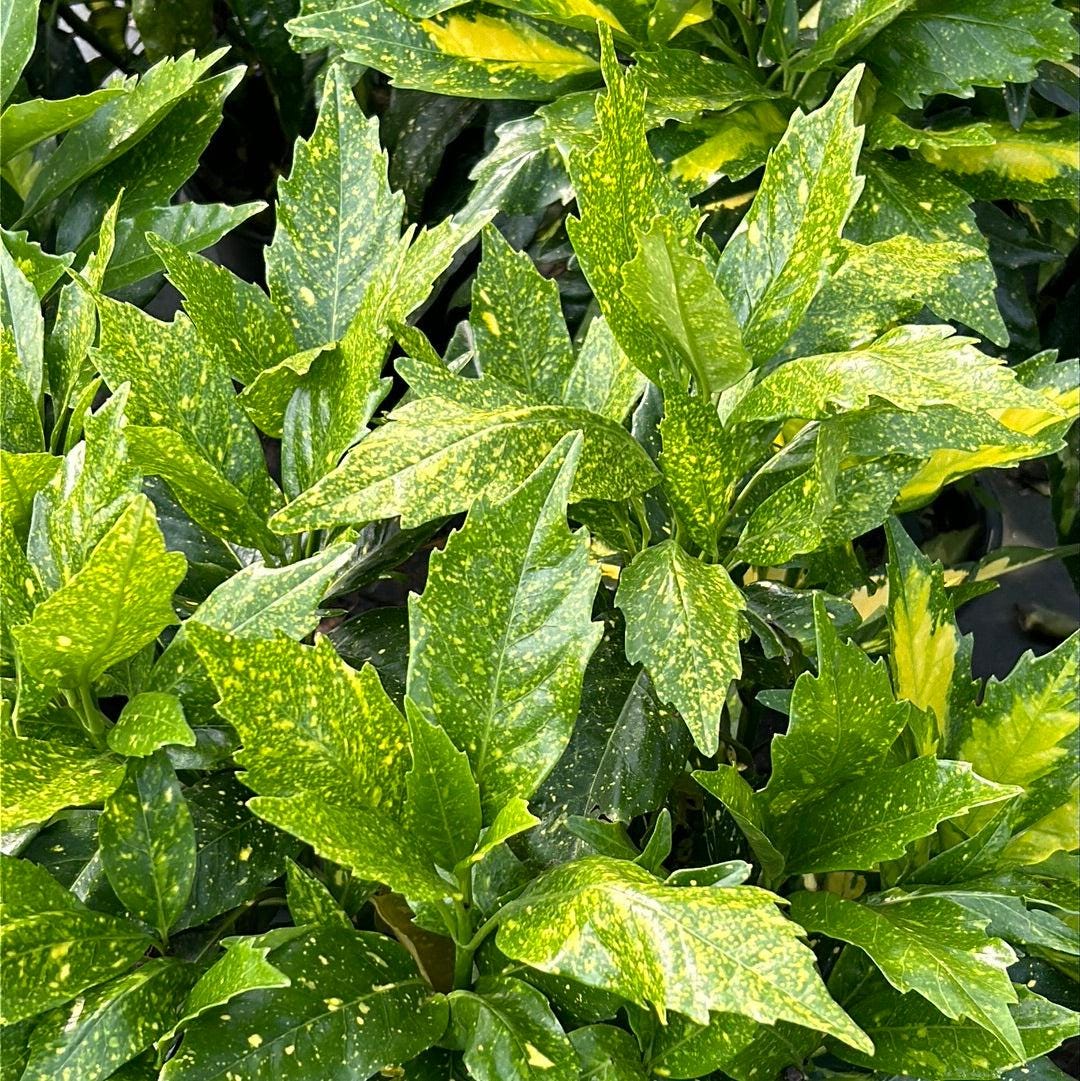 Aucuba Picturata bush with variegated green and yellow leaves, ideal for garden landscaping, by GoBuyPlants®