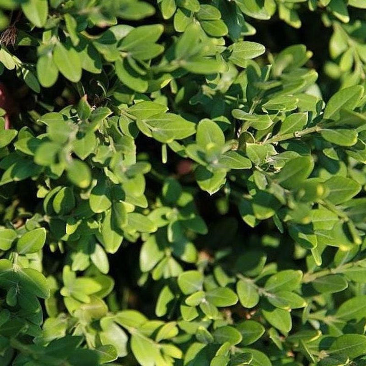 Green Mountain Buxus shrub from GoBuyPlants®, showing lush, dense green foliage perfect for hedges or landscaping.
